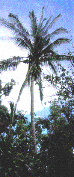 AppleMark