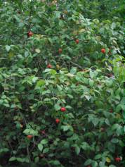 AppleMark