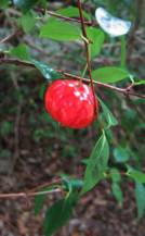 AppleMark